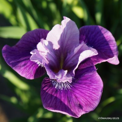 Iris sibirica 'Lady Vanessa' (3)