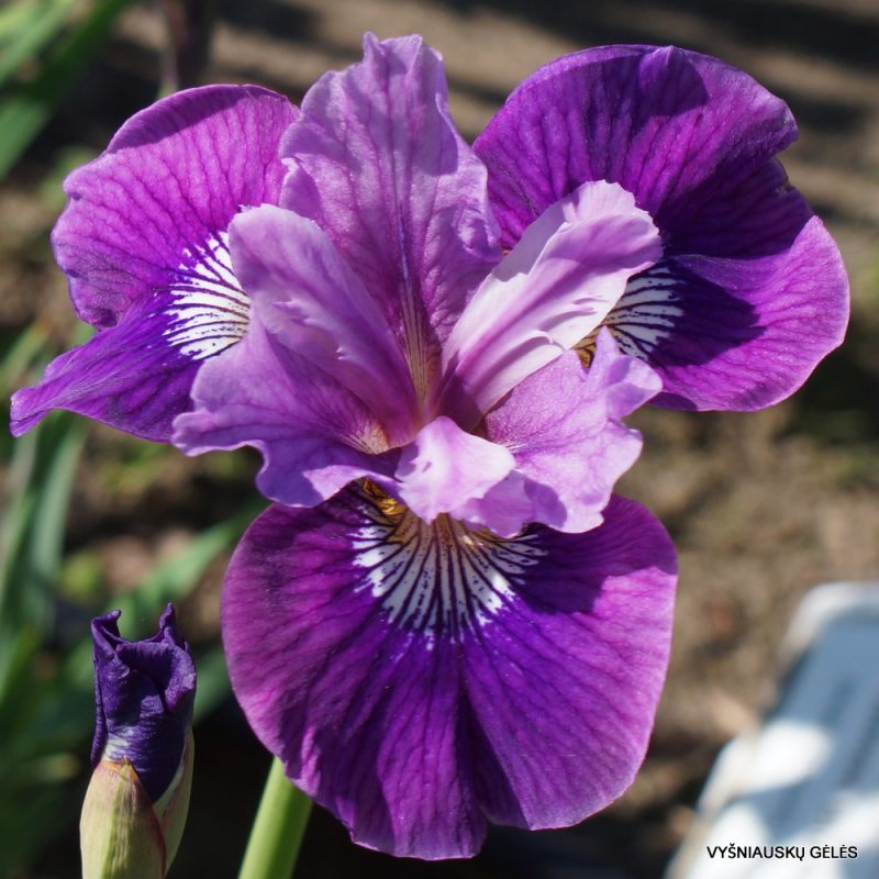 Iris sibirica 'Lady Vanessa' (4)