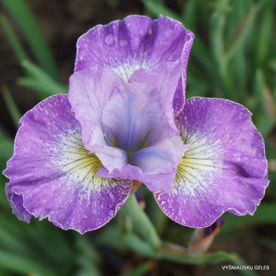 Iris sibirica 'Lavender Fair' (2)