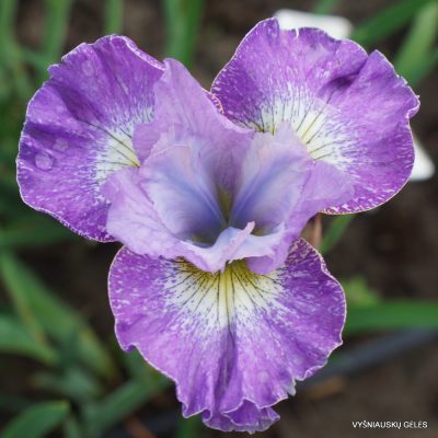 Iris sibirica ‘Lavender Fair’