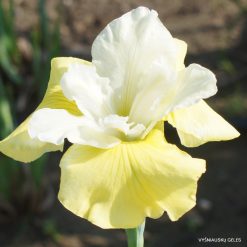 Iris sibirica 'Pas De Deux' (2)