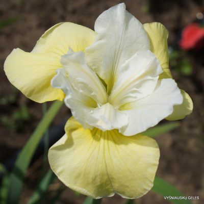 Iris sibirica 'Pas De Deux' (3)
