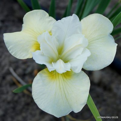 Iris sibirica ‘Pas De Deux’
