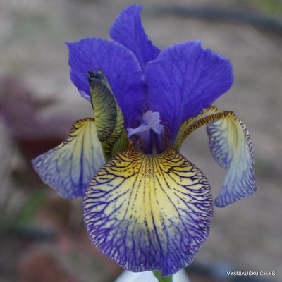 Iris sibirica 'Pennywhistle'
