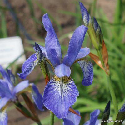 Iris sibirica ‘Perry‘s Blue’ (2)