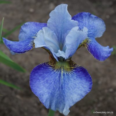Iris sibirica 'Rauchblau'