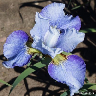 Iris sibirica 'Rauchblau' (2)