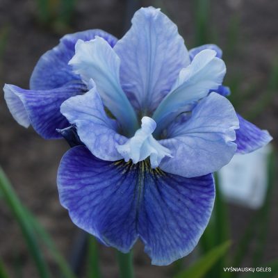 Iris sibirica 'Sailor‘s Fancy'