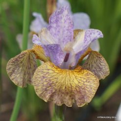 Iris sibirica 'Salamander Crossing'