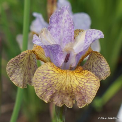 Iris sibirica 'Salamander Crossing'