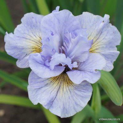 Iris sibirica 'Sea of Dreams' (3)