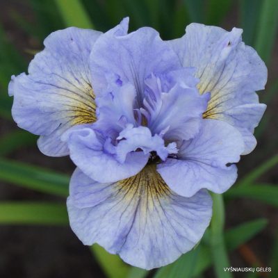 Iris sibirica ‘Sea of Dreams’