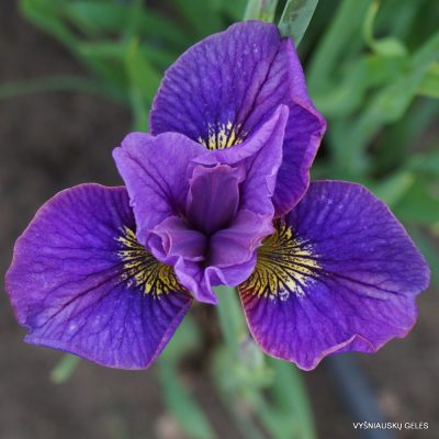 Iris sibirica 'Svitani'