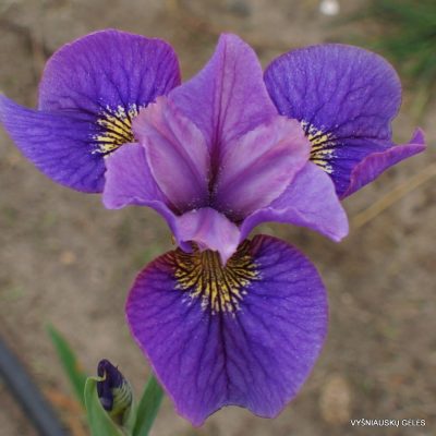 Iris sibirica 'Svitani' (2)