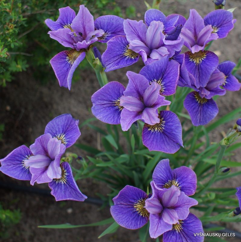 Iris sibirica 'Svitani' (3)