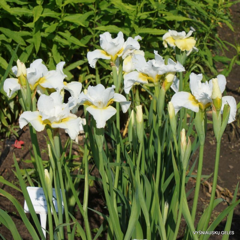 Iris sibirica 'Viel Creme' (2)