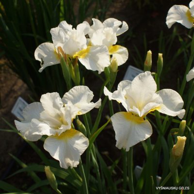 Iris sibirica 'Viel Creme' (3)