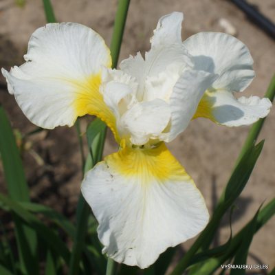 Iris sibirica 'Viel Creme'