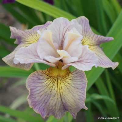 Iris sibirica ‘Dandy‘s Hornpipe’ (2)