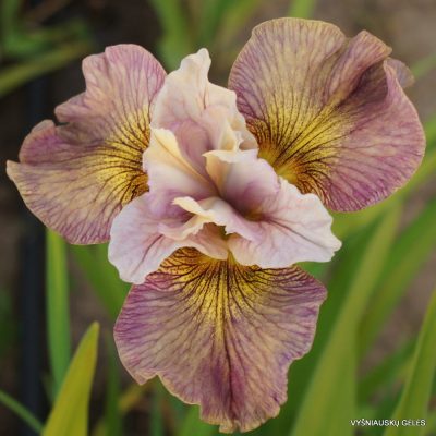Iris sibirica ‘Dandy‘s Hornpipe’