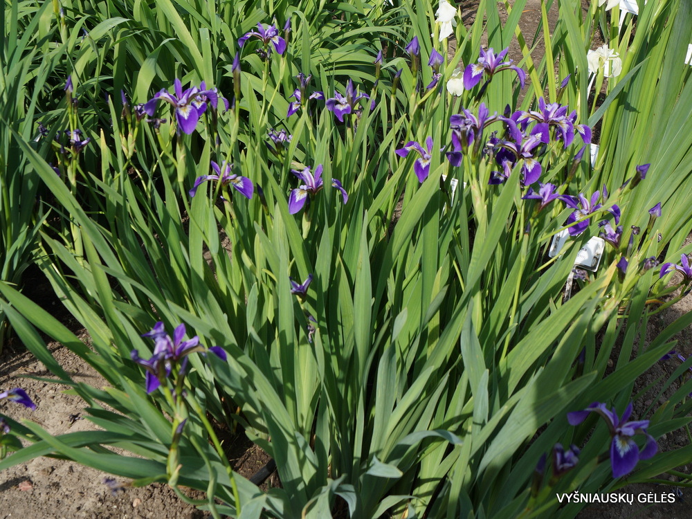 Iris versicolor 'Cat Mousam'