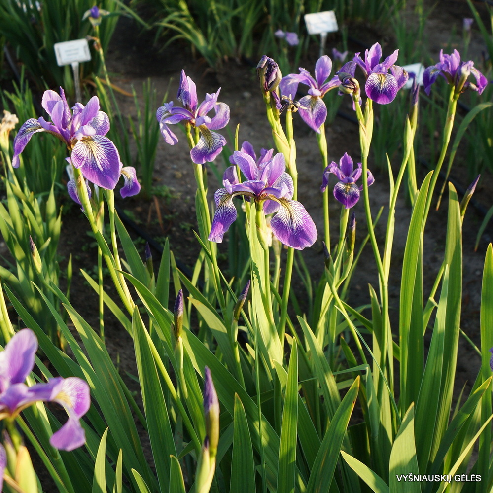 Iris versicolor 'China West Lake' (2)