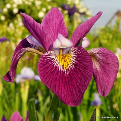 Iris versicolor 'John Wood'