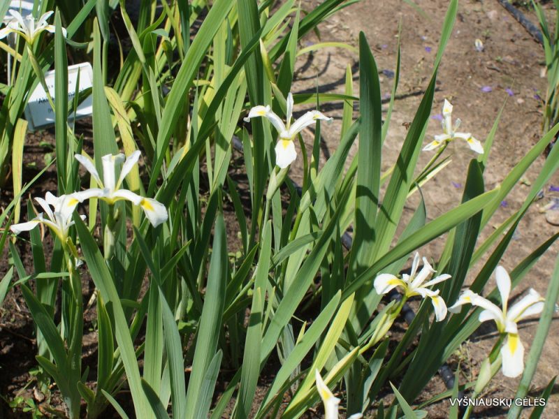 Iris versicolor 'Murrayana'