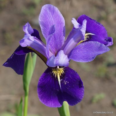 Iris x versilaev ‘Fourfold Blue’