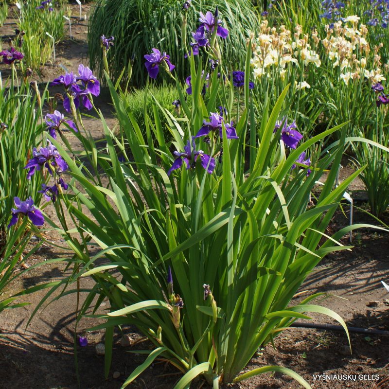 Iris x versilaev 'Fourfold Blue' (2)