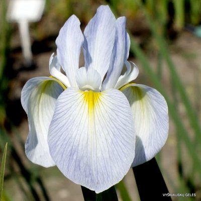 Iris × versata 'White Bleach'