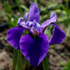 Iris × versilaev 'Fourfold Blue'