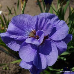 iris 'Blueberry Torte'