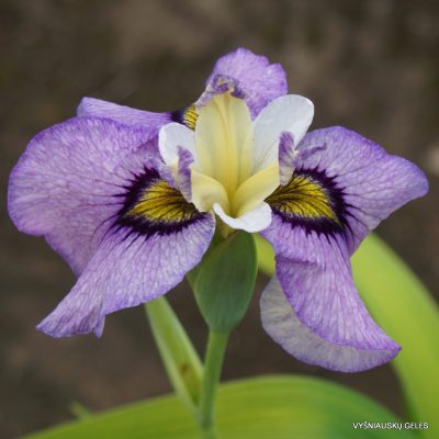 iris 'Hiroshis Gruss' (2)