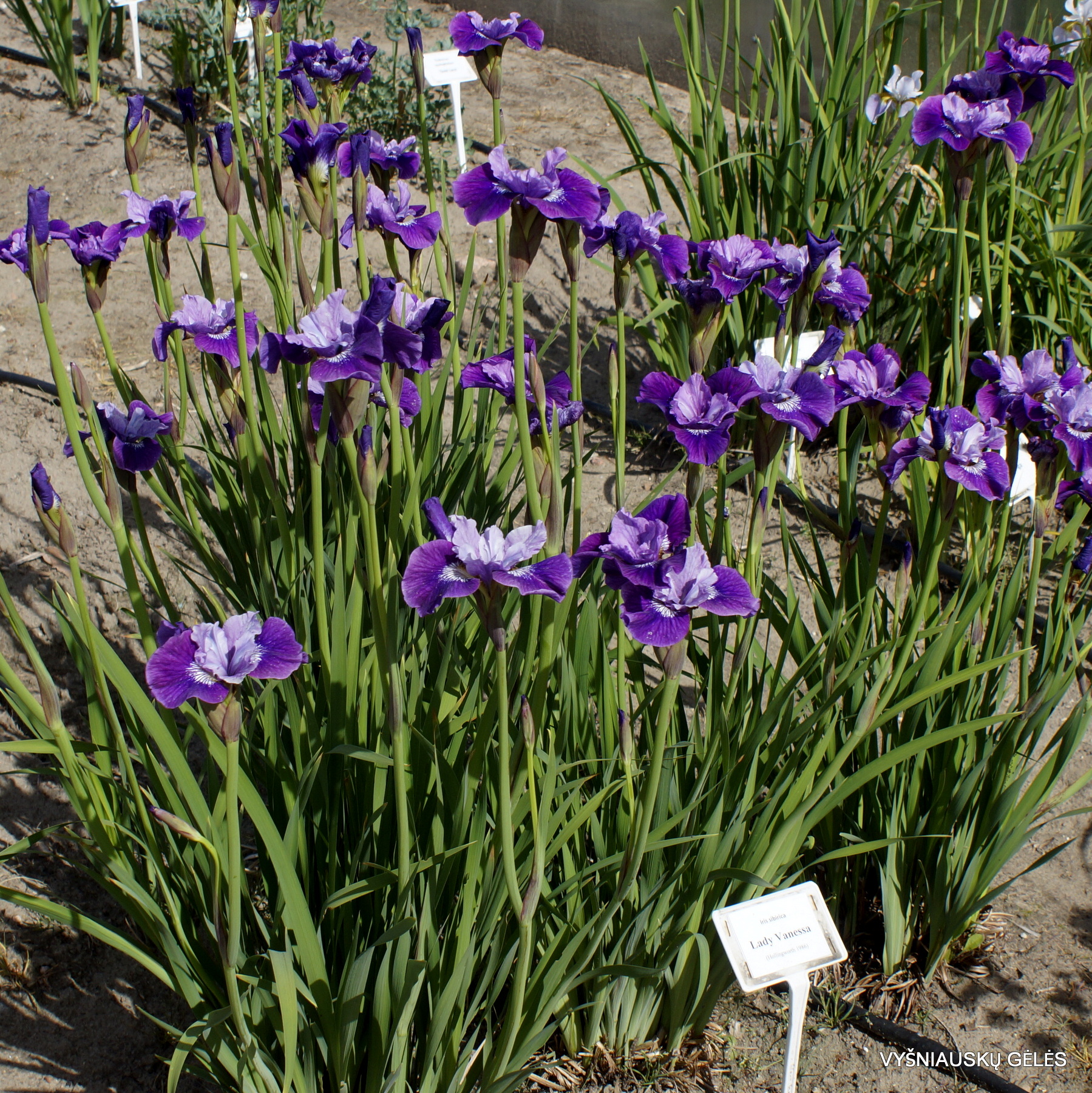 iris 'Lady Vanessa'