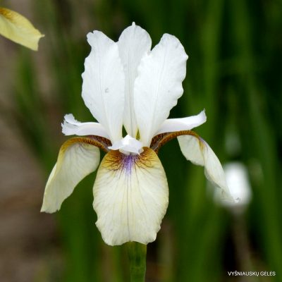 iris ‘Snow Prince’