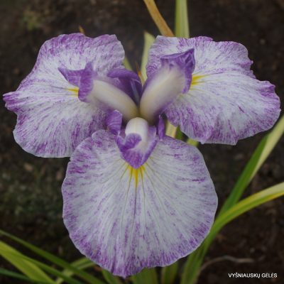 iris ensata ‘Silesian Pinwheel’