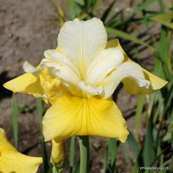 iris sibirica 'Hello Yellow'