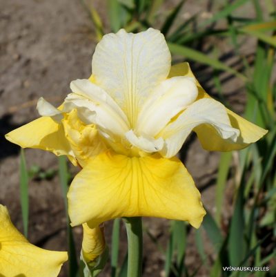 iris sibirica ‘Hello Yellow’