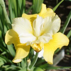 iris sibirica 'Hello Yellow'