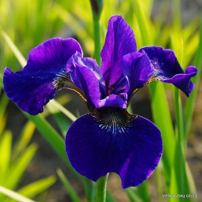 Iris sibirica 'High Standards'