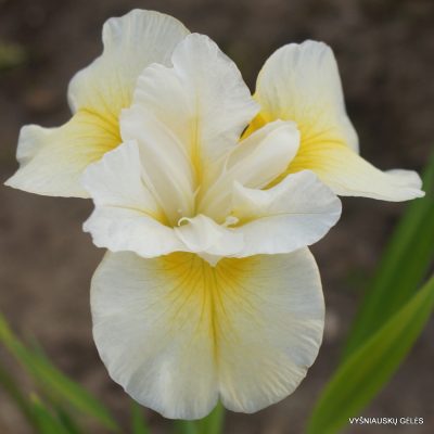iris sibirica ‘Lemon Blush’ (2)