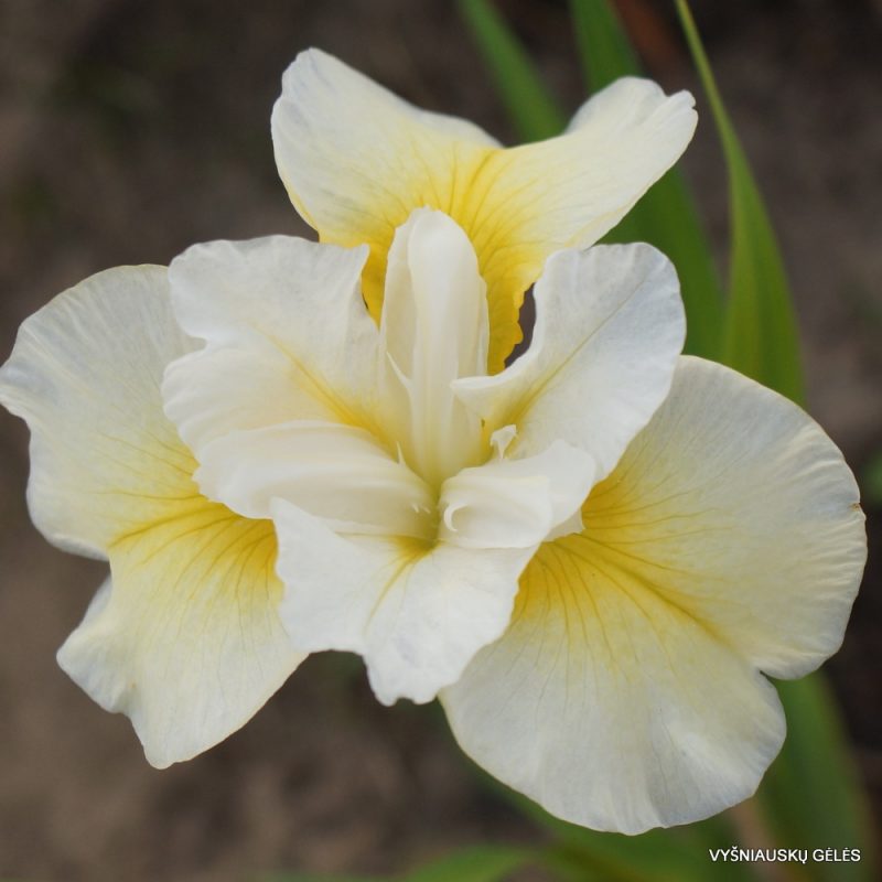iris sibirica 'Lemon Blush'