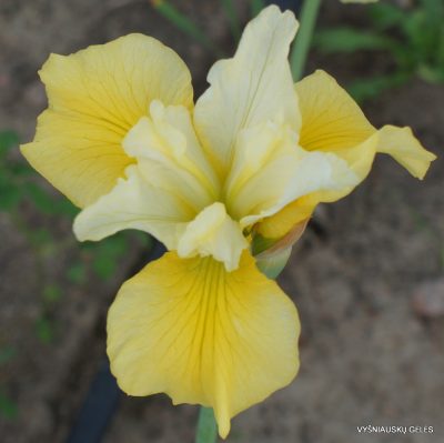 iris sibirica ‘Summer Revels’