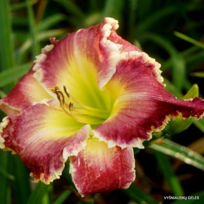 Daylily 'A Few Bucks More' (2)