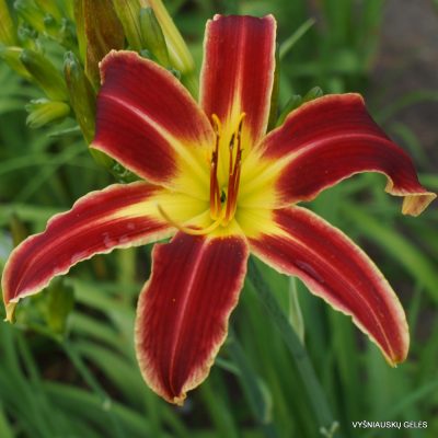 Daylily 'A Little Fire, Scarecrow'