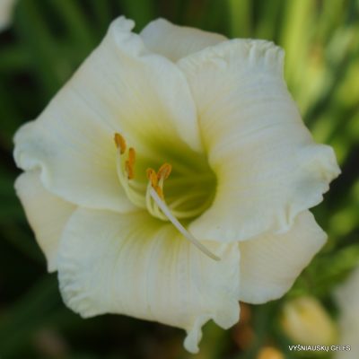 Daylily 'Accentuate The Green'