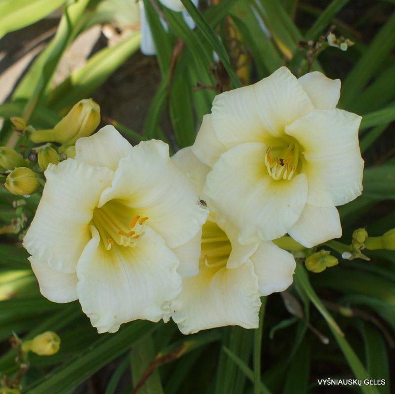 Daylily 'Accentuate The Green' (3)