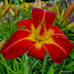 Daylily 'Al‘s Red Tower'
