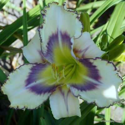 Daylily 'Arnold‘s Daughter'